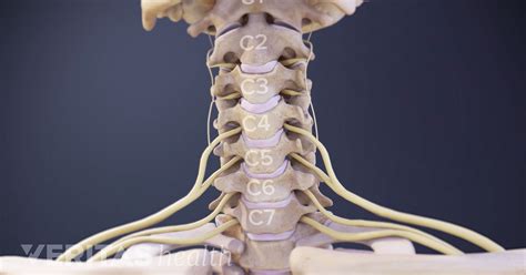 Cervical Nerves Diagram