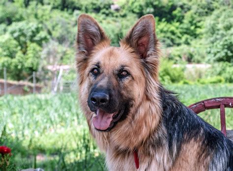 Information About German Shepherd Dog Breeds Dogandcat