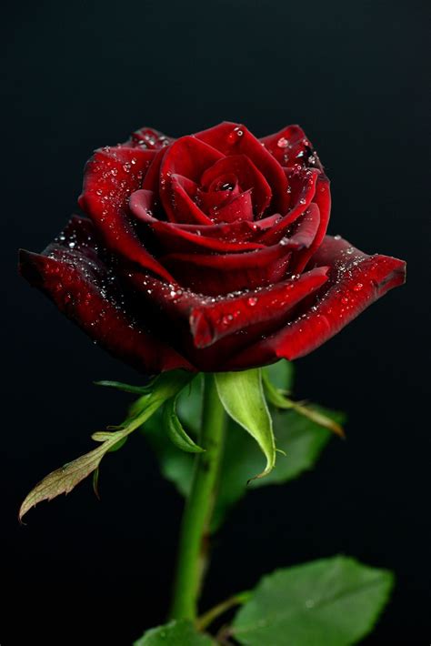 Pin By Kojo Nii On My Love Beautiful Rose Flowers Beautiful Red Roses Red Roses Wallpaper