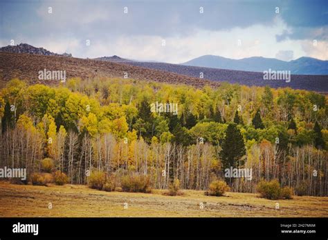 Autumn Landscape Filled With Colorful Aspens Changing In Color With