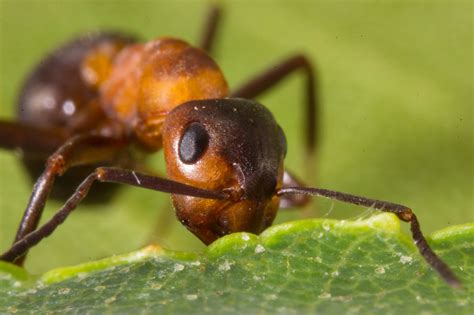 Ants Invertebrates Animal Encyclopedia