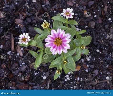 Mexican Zinnia Zinnia Haageana Blooming In A Flower Bed In Dallas