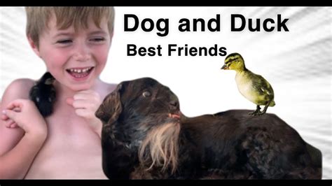 Dog And Duck Best Friends Youtube