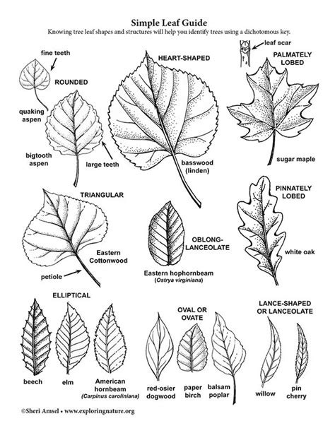 Deciduous Tree Identification Chart