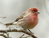Red Breasted House Finch Photos Pictures