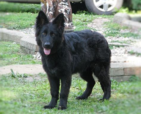 How you raise them will determine how well socialized they are. Long Haired Black German Shepherd Puppy