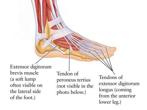 About halfway down the lower leg the muscle fibers merge into a broad flat tendon, which then the foot is a fascinating structure, composed of many bones, ligaments, and cartilages. Ankle Diagrams | 101 Diagrams