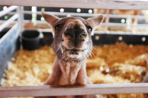 A petting zoo (often called, or part of, a children's zoo) features a combination of domesticated animals and some wild species that are docile enough to touch and feed. Barnyard Animals & Petting Zoo | Bengtson's Pumpkin Farm