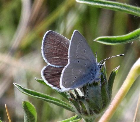 Michael Foley Natural History © Butterfly Small Blue Maryport Cumbria