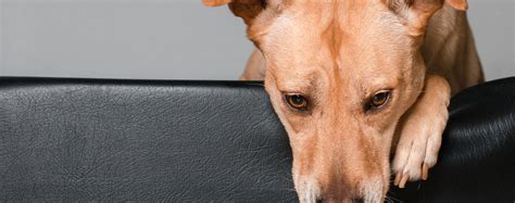 Is Your Dog Depressed How To Tell And What To Do About It