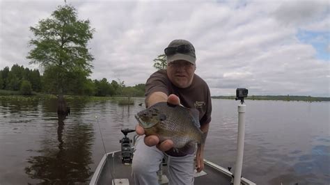 Reelfoot Lake May 12th 2019 Youtube