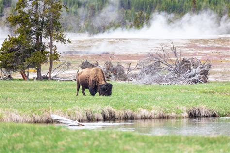 Another Bison Goring In Yellowstone Jacksonholepress