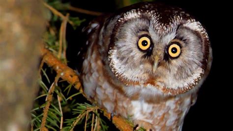 Boreal Owl Hunting Bird In The Night Forest Aegolius Funereus Virily
