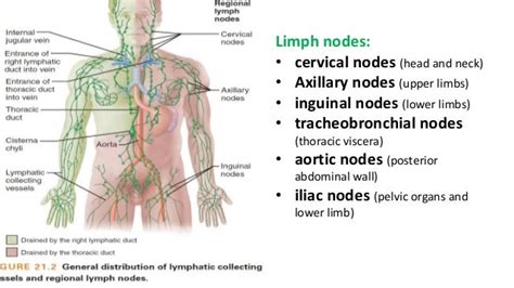 Lymphatic System Anatomy