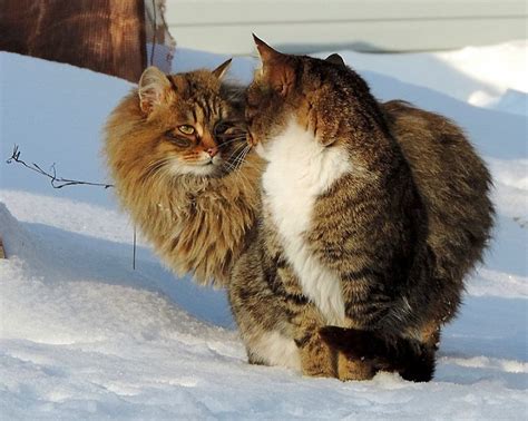 The Majestic Feline Rulers Of A Siberian Farm How These Cats Took Over