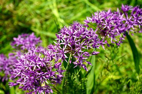 Purple Flowering Shrubs Identification