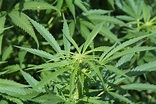 File:Cannabis sativa plant (7).JPG - Wikimedia Commons