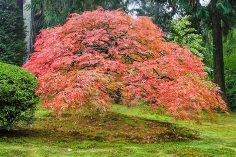 Complete Guide To Japanese Maple Trees Learn About Japanese Maple Trees