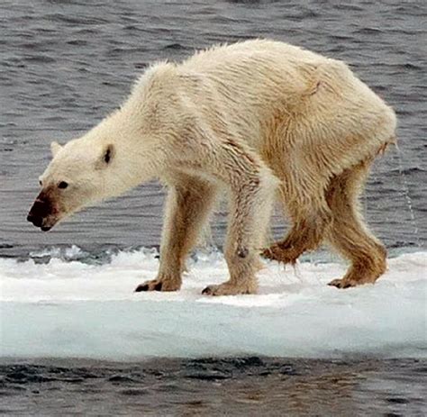 Klimawandel Eisbären auf Spitzbergen haben sich vermehrt WELT