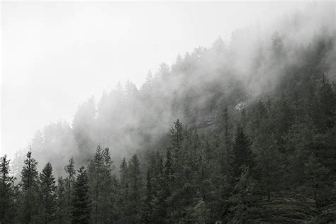 Forest Treetops In Fog Free Stock Photo Picjumbo