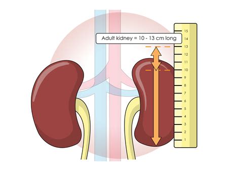 Slmillustration Functions Of The Kidneys Book Illustration