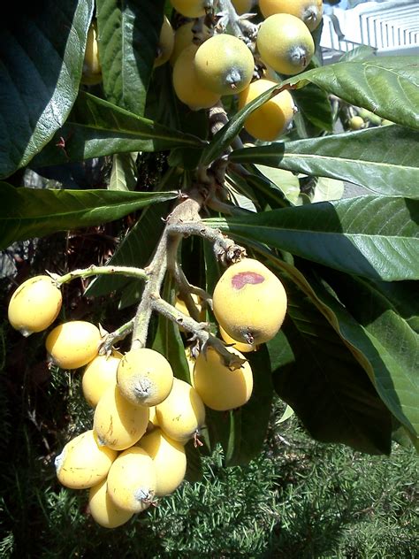 Tree Identification By Fruit