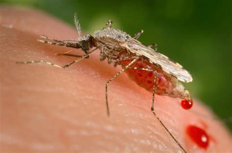 Researchers Detect Malaria Resistant To Key Drug In Africa