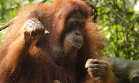 Tapanuli Orangutan Endangered Species Endangered Wonders