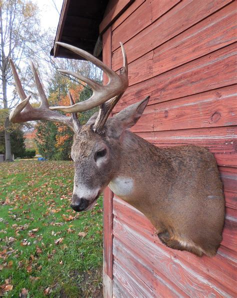 Aggressive Pose Mount Taxidermy Hunting New York Ny Empire State