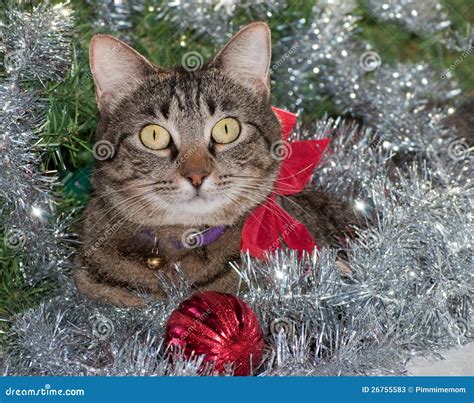 Gray Tabby Cat In Silver Christmas Tinsel Stock Image Image Of Kitty