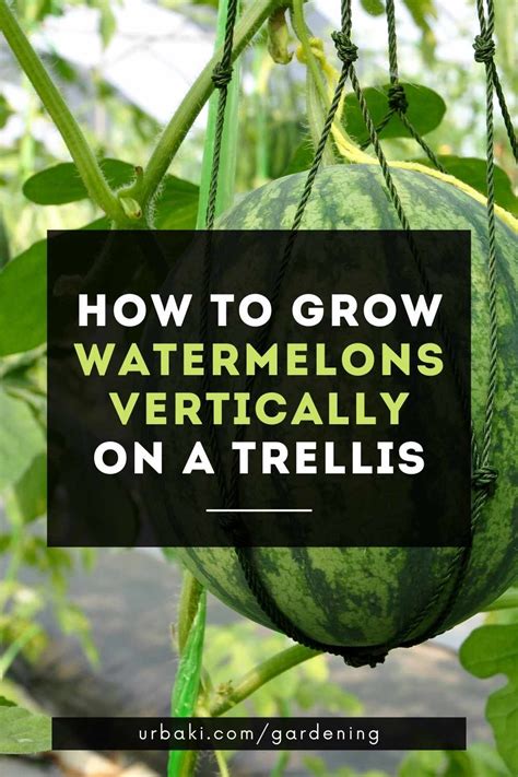 How To Grow Watermelons Vertically On A Trellis