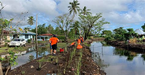 Plant vetiver in direct partnership with seedlings and saplings so that the vetiver develops a symbiotic relationship. Vetiver grass planting starts at Fagalii river | SPC-R2R