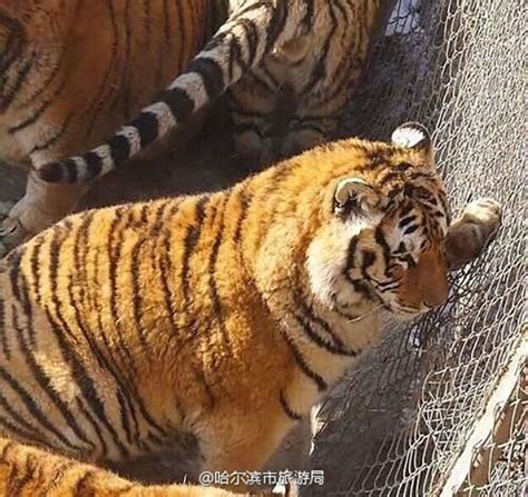 ‘obese Siberian Tigers In China Zoo Raise Giggles But Also Health