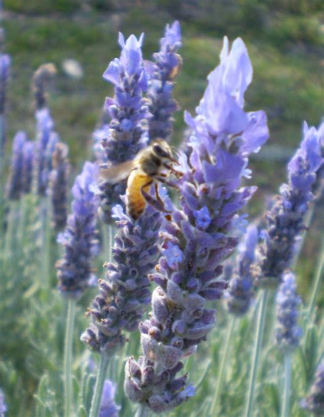 Why bees die in winter. Bees and lavender - Aussie Organic Gardening & Moon Planting