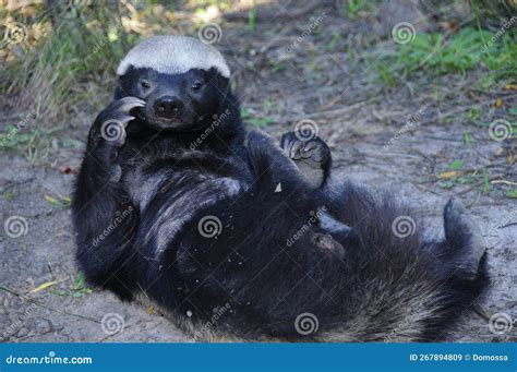 Honey Badger Oudtshoorn South Africa Stock Image Image Of