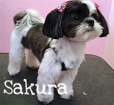 Shih Tzu Dog Grooming Examples Pink Pucci