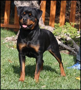 Rotty puppies have completely surpassed our expectations. Arizona German Rottweilers - Quality Bred Rottweiler's