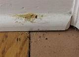 Photos of Termite Damage In Baseboards