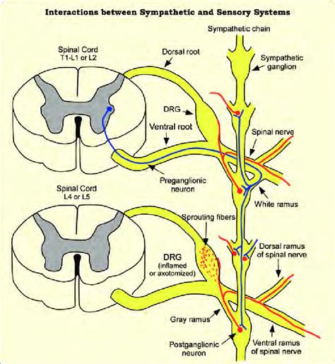 Sensory Neuron Pathway