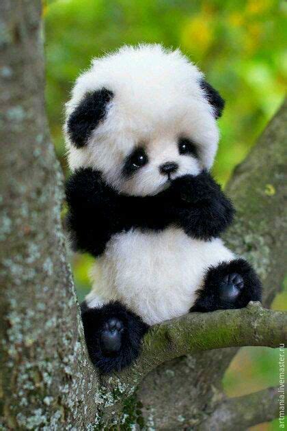 Pin By Popi19 On Fond Décran Panda Cute Panda Baby Baby Animals