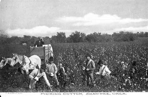 Picking Cotton Photograph Wisconsin Historical Society