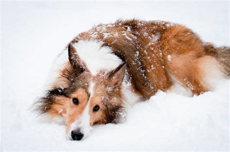 Sheltie In The Snow By Chatelaine Photography In 2023 Dog Heaven