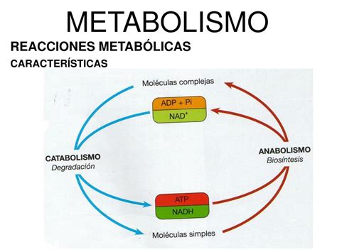 Metabolismo Entenda O Que E E Como Ele Funciona Images