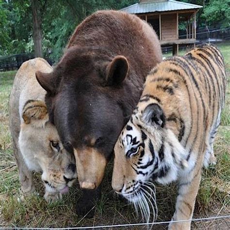 A história do leão do urso e do tigre que foram salvos de donos cruéis