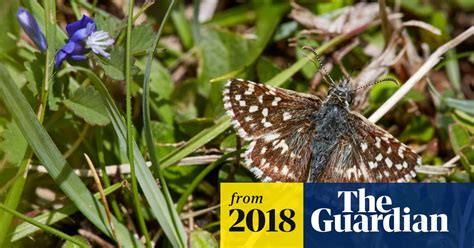 British Butterflies Suffered Seventh Worst Year On Record In 2017