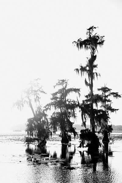 Fine Art Photography Prints Lake Martin Louisiana Swamp