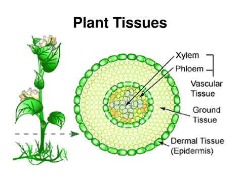 Basic Steps Of Plant Tissue Culture And Its Importance Online Science