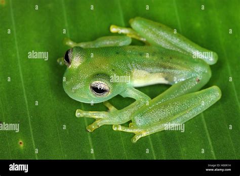 Emerald Glass Frog Hi Res Stock Photography And Images Alamy