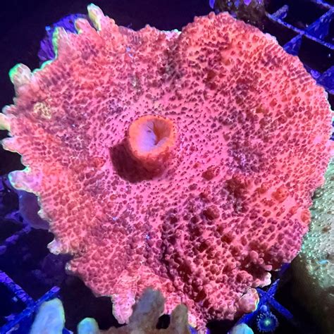 Rainbow Neglecta Mushrooms For Your Reef Aquarium Barrier Reef Aquariums