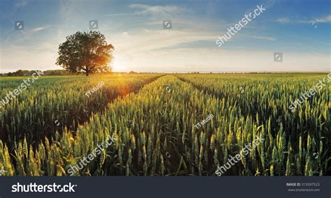 Wheat Field At Sunset Stock Photo 313597523 Shutterstock